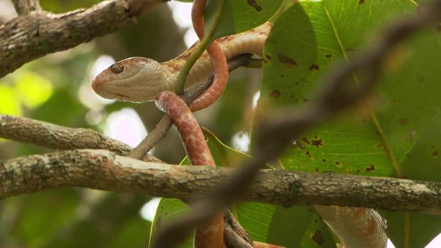 Steady, low angle, close up shot of a brown tree snake wrapped around a small twig. Rack focus to an extreme close up of green tree ants on a twisted branch.