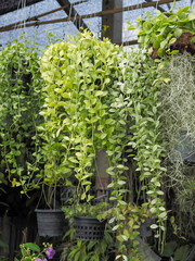 Fototapeta na wymiar Beautiful Dischidia green leaves hang from flower pot.
