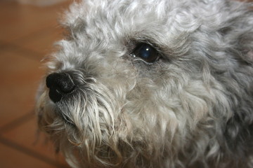 Hudeportrait