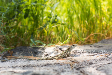 Lizard of Ischia island. Nature. Wild. 