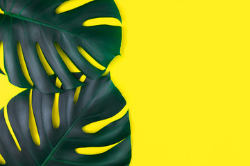 Fototapeta na wymiar Two tropical jungle monstera leaves isolated on yellow background.