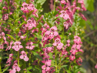 Soft focus Spring Pink forget me nots flowers or Scorpion grasses (Myosotis arvensis) on tree with green nature blurred background.
