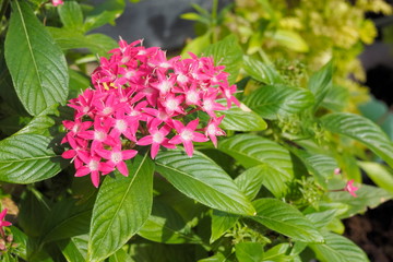 Beautiful red flower Pentas lanceolata known as Egyptian starcluster flower blossom blooming with green leaf background.