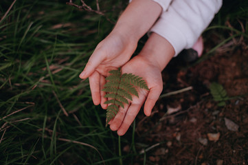 Child hands with fern plant in garden
