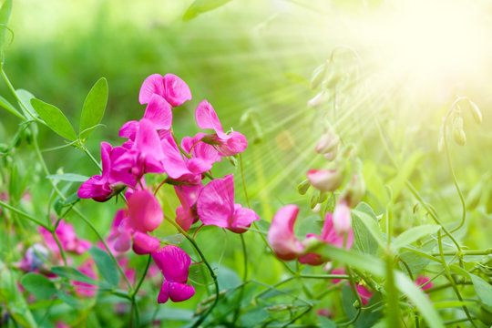 Bright lilac flowers of sweet peas in a meadow on a blurred background. Soft selective focus. Template for design.