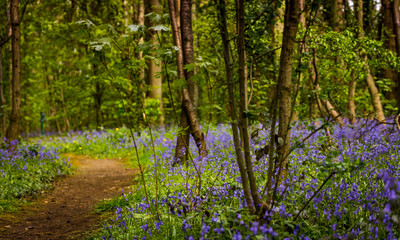 Burton Mere bluebells