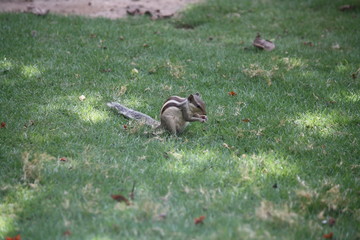 Obraz premium Hungry and Cute