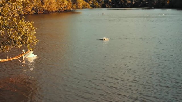 Two swan are swimming in the lake. This like is in Arnhem. The Netherlands.