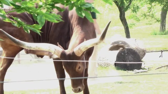 An African bull, close up, alternate angle