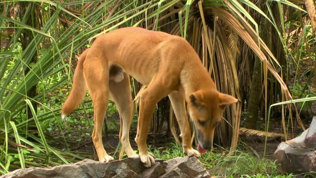 Handheld, medium close up shot of a dingo jumping up onto a boulder.