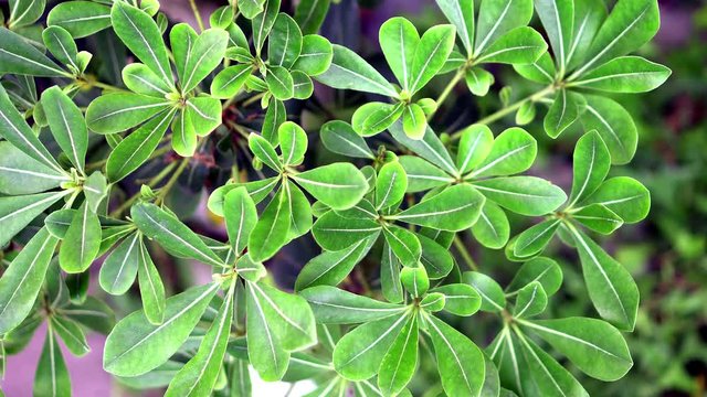 Pittosporum Tobira Japanese mock plant in summer.