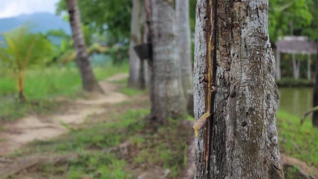 Rack focusing a rubber tree.
