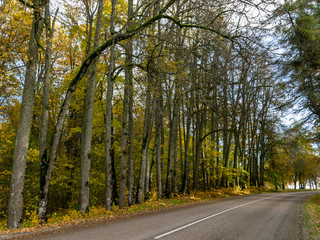 Fototapeta premium road with beautiful colorful trees at its edges 