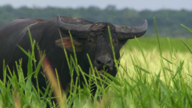 Steady, close up shot of a water buffalo standing in tall grass while chewing with its mouth open.