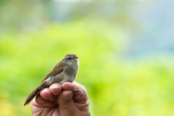Scientist holding a Cetti's warbler (Cettia cetti) in a bird banding/ringing session
