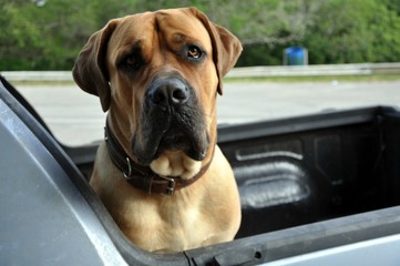 dog in a pickup