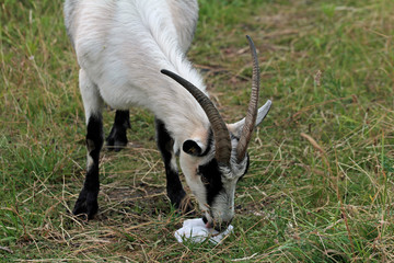Naturschutz am Eggeturm auf der Velmerstot duch Ziegen und Schafe