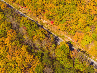 Aerial view of road in beautiful autumn forest at sunset. Beautiful landscape with empty rural road, trees with red and orange leaves. Highway through the park. Top view from flying drone. Nature