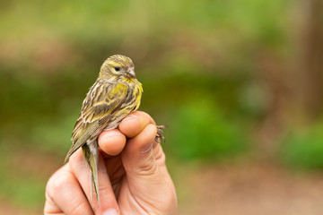 Scientist holding a European serin (Serinus serinus) in a bird banding/ringing session