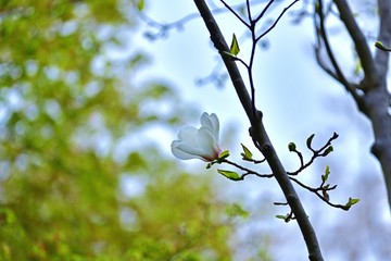 ひっそりと咲く満開のハクモクレン