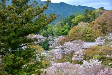 Fototapeta na wymiar 満開の桜咲く情景