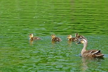 母親に見守られながら元気に泳ぎ回るカルガモの雛たち