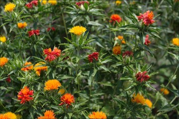 紅花畑