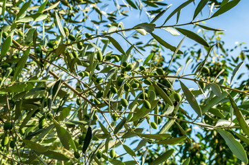 Olive in estate