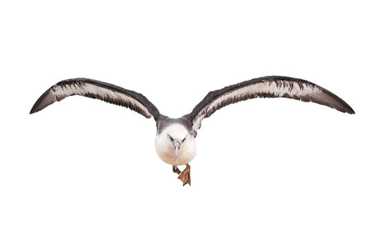 Albatross Bird Isolated On White Background. With Clipping Path