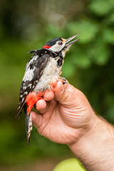 Scientist holding a great spotted woodpecker (Dendrocopos major)  in a bird banding/ringing session