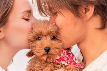Young girl and guy holding curly cute puppy, kiss and hug him. Close up portrait of family stands in front of white background. Ginger poodle is kissed on right and left cheek, pet looks into camera