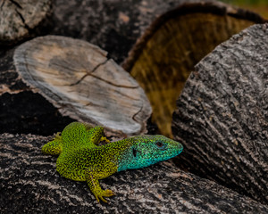 Lizard