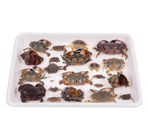 crabs on container ,isolated on white background with clipping path