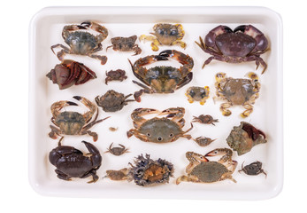Naklejka premium crabs on container ,isolated on white background with clipping path
