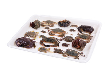 crabs on container ,isolated on white background with clipping path