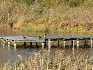 ducks rest on a wooden footbridge in a lake