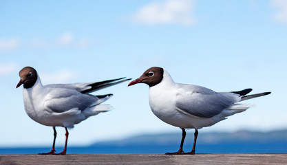 Obraz premium two seagulls sitting on a wooden railing