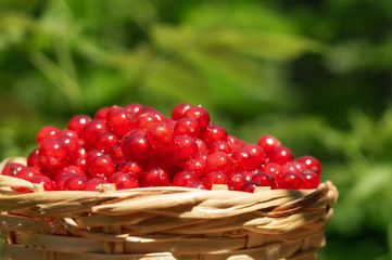 basket with currants