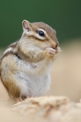 食べているシマリス