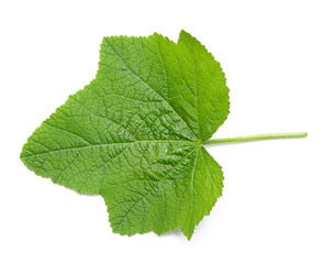green leaf on a white background, isolate.