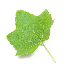 green leaf on a white background, isolate.