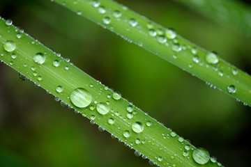 雨上がりの草の葉っぱに水滴