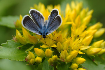 キリンソウの花の蜜を吸うシジミチョウ