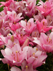 beautiful red velvet garden flowers royal crown