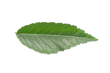 green leaf on a white background, isolate.