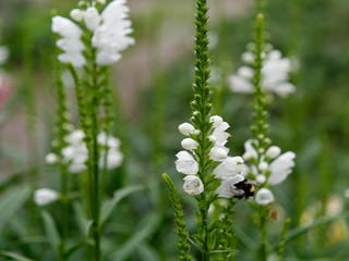 beautiful white velvet garden flowers in the flowerbed