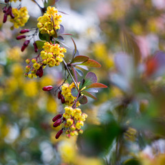 yellow flowers of barberrry on tree