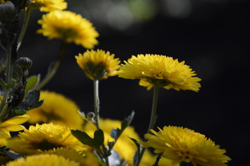 yellow chrysanthemum