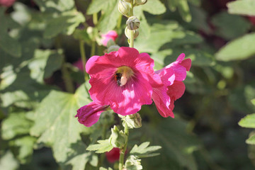 red flower in the garden