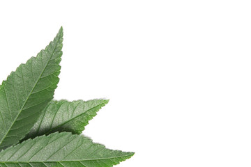 green leaf on a white background, isolate.